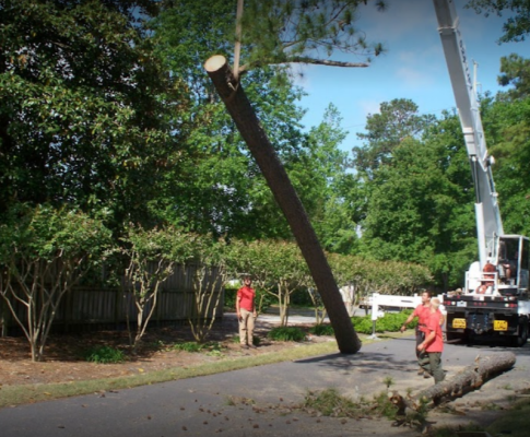 Tree being removed with a crane